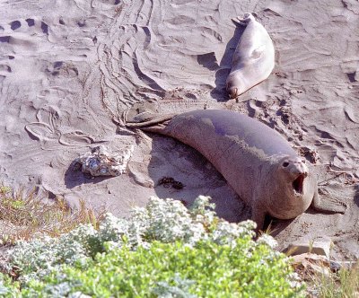 Big Sur sea lions