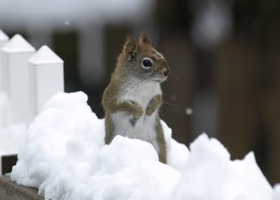 Red squirrel after snowfall