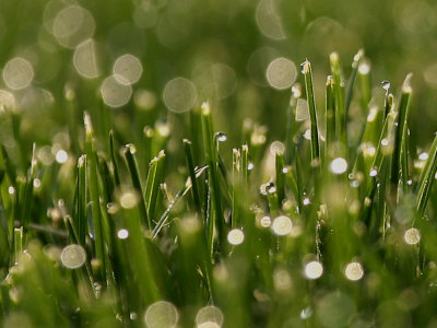 morning dew shining in the first rays of sunshine