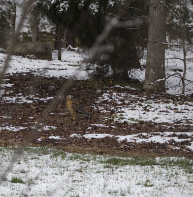 Red-Shouldered Hawk001.jpg