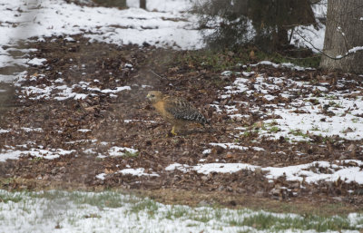Red-Shouldered Hawk002.jpg