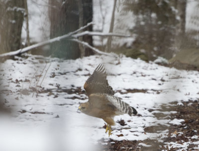 Red-Shouldered Hawk003.jpg