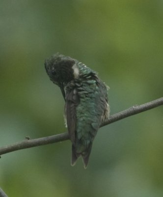 Hummingbird1.jpg