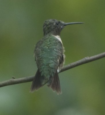 Hummingbird3.jpg