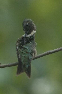 Hummingbird4.jpg