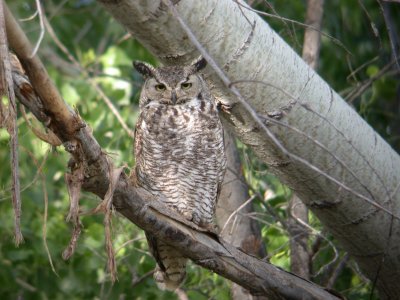 Great Horned Owl ,Arizona  172.jpg