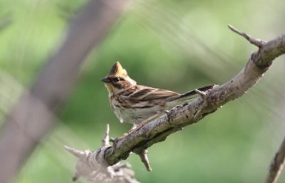 yellow throated bunting.jpg