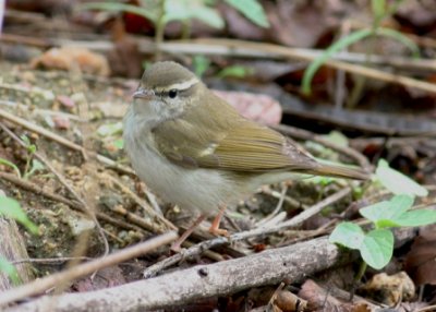 Pale legged leaf warbler.jpg