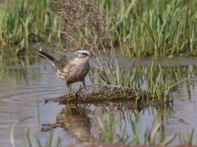rosy pipit.jpg