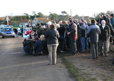 White crowned sparrow twitch,Cley Village, Norfolk.JPG