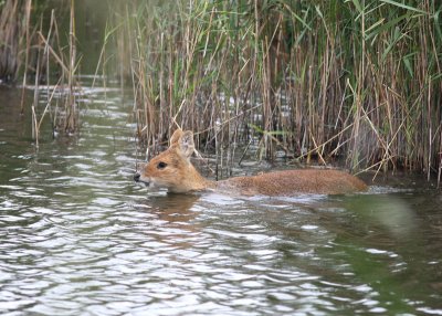 Chinese Water Deer. Strumpshaw Fen
