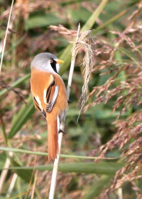 bearded tit,Strumpshaw Fen.jpg