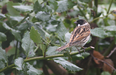 reed bunting.jpg