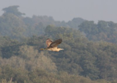 bittern at Strumpshaw Fen.jpg