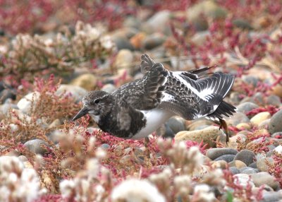 turnstone at Salthouse.jpg