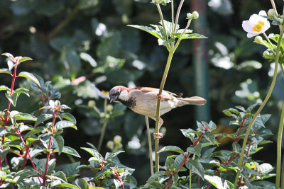 house sparrow.jpg