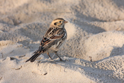 lapland bunting at Titchwell.jpg