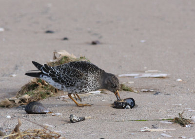 purple sandpiper at Titchwell.jpg