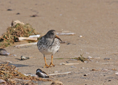 purple sandpiper at Titchwell.jpg