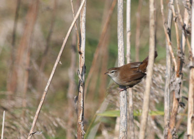 cettis warbler at Buckenham Marshes.jpg