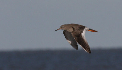 redshank, Titchwell.jpg