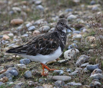 turnstone, Salthouse Beach.jpg