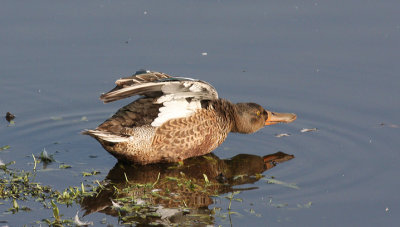 shoveller, Strumpshaw Fen.jpg