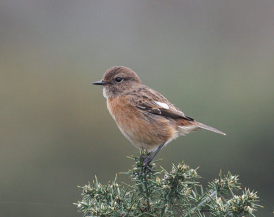 stonechat, Salthouse Heath.JPG