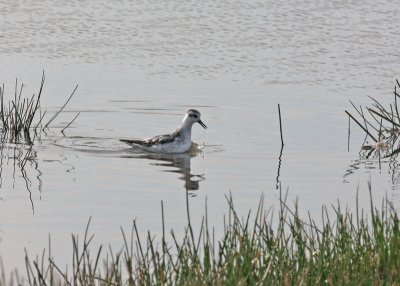 grey phalarope, Kelling Water Meadow.jpg
