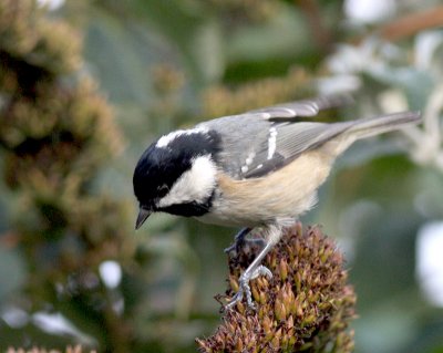 coal tit.JPG