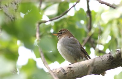 grey sided thrush.jpg