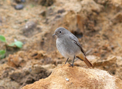 black redstart @ Eastern Bavents.jpg