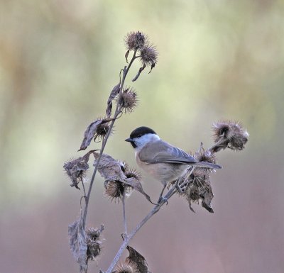 marsh tit @ Strumpshaw Fen.jpg