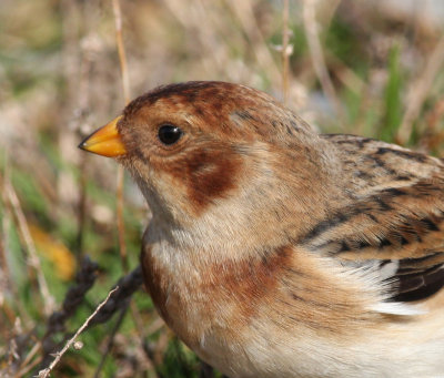 snow bunting @ Salthouse beach.jpg