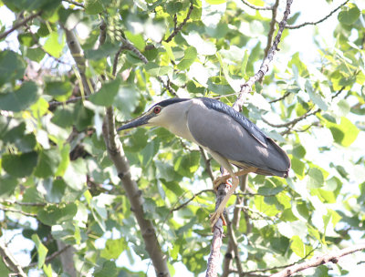 night heron.jpg