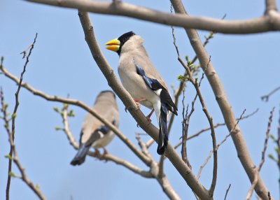 japanese grosbeak.jpg