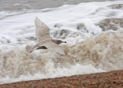 glaucous gull @ Salthouse.jpg