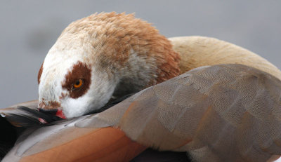 egyptian goose.jpg