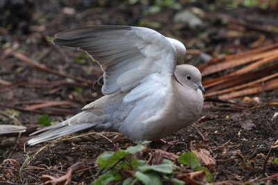 collared dove.jpg