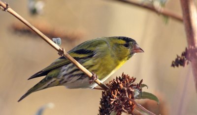 siskin.jpg