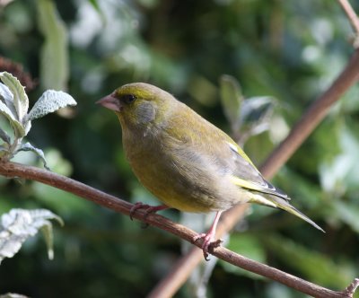 Greenfinch.JPG