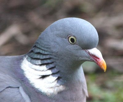 wood pigeon.JPG