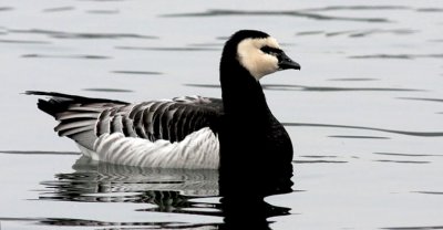 barnacle goose.jpg