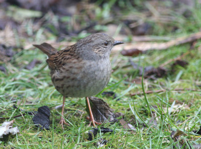 dunnock.jpg