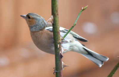 chaffinch.JPG