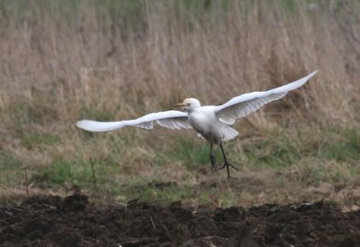 cattle egret @ strumpshaw village.jpg