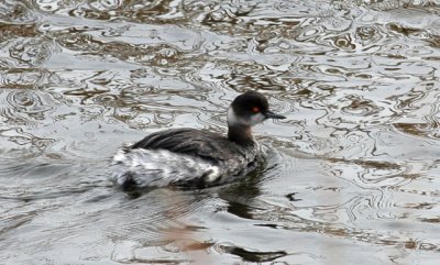 black-necked grebe.jpg