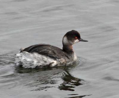 black necked grebe.jpg