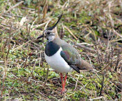 lapwing.JPG