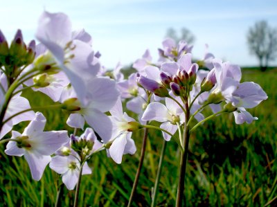 cuckoo flower,  cardamine pratensis